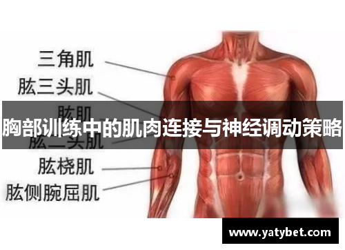 胸部训练中的肌肉连接与神经调动策略